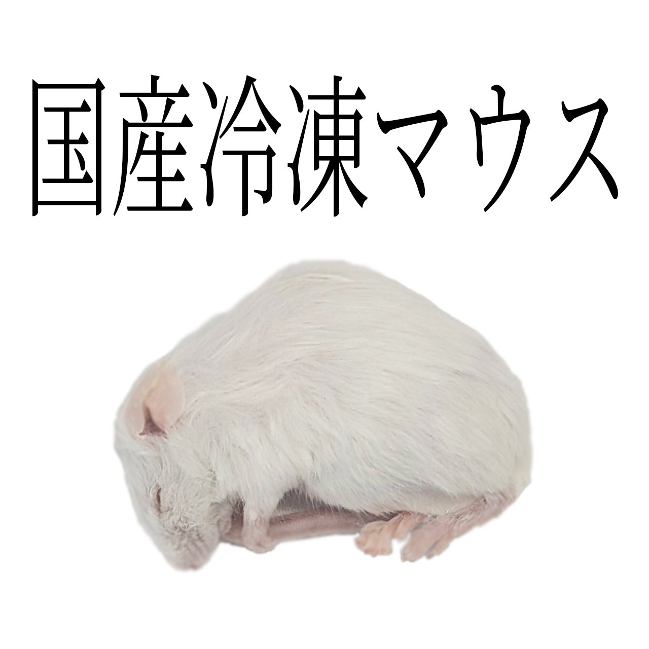 国産冷凍マウス