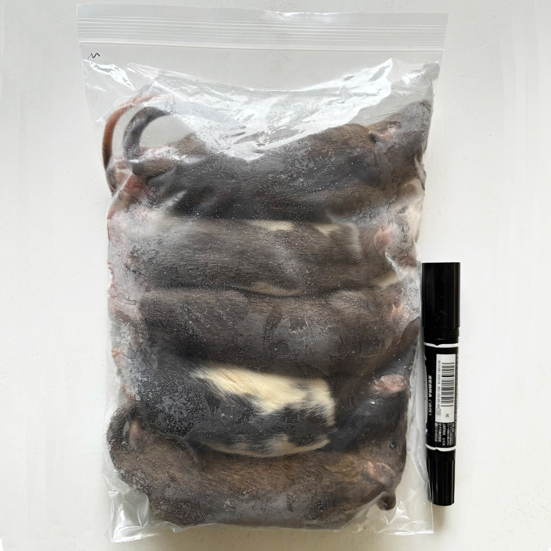 国産冷凍アダルトラットM 約180g 5匹入り