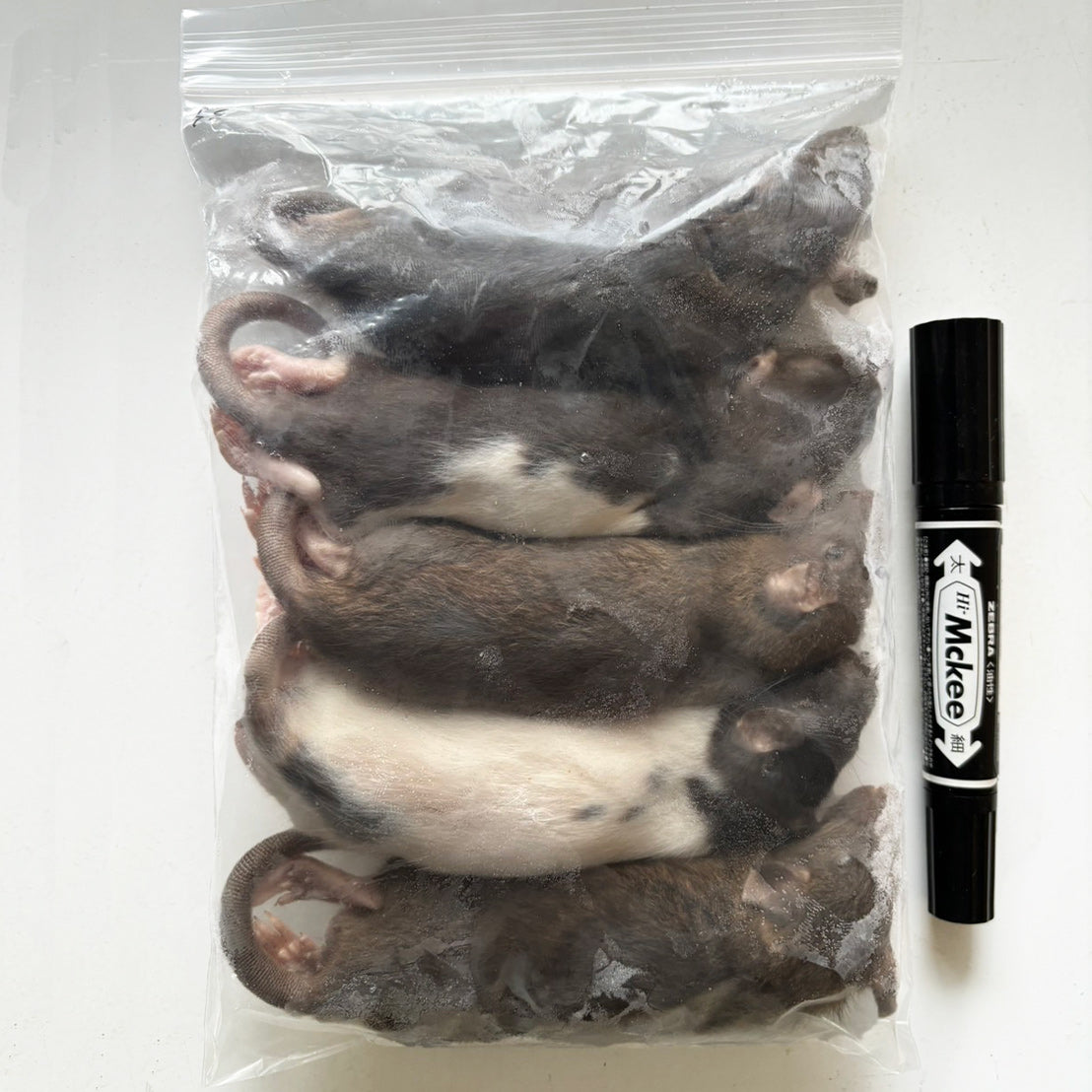 国産冷凍アダルトラットSS 約110g 5匹入り