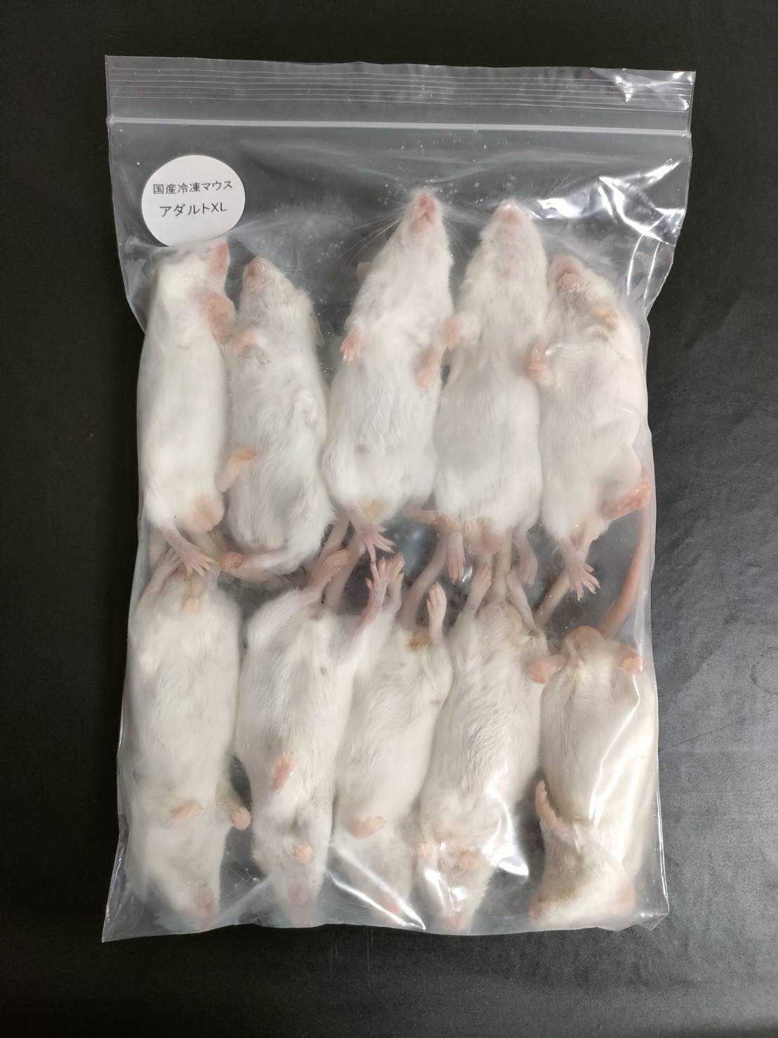 国産冷凍アダルトマウスXL 10匹入