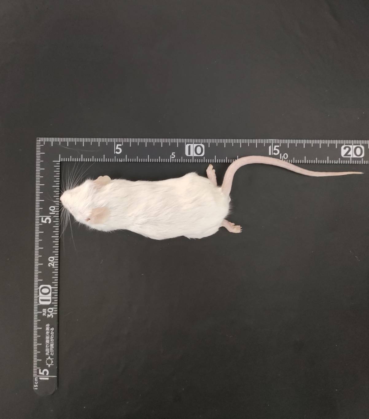 国産冷凍マウス リタイアマウス 10匹入り