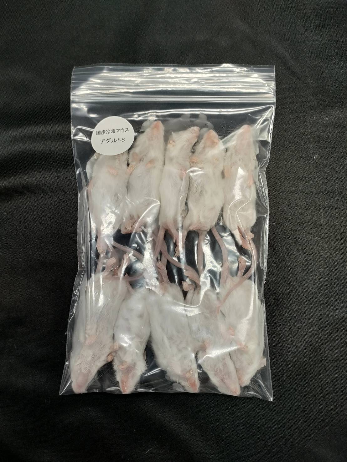 国産冷凍アダルトマウスS 10匹入り