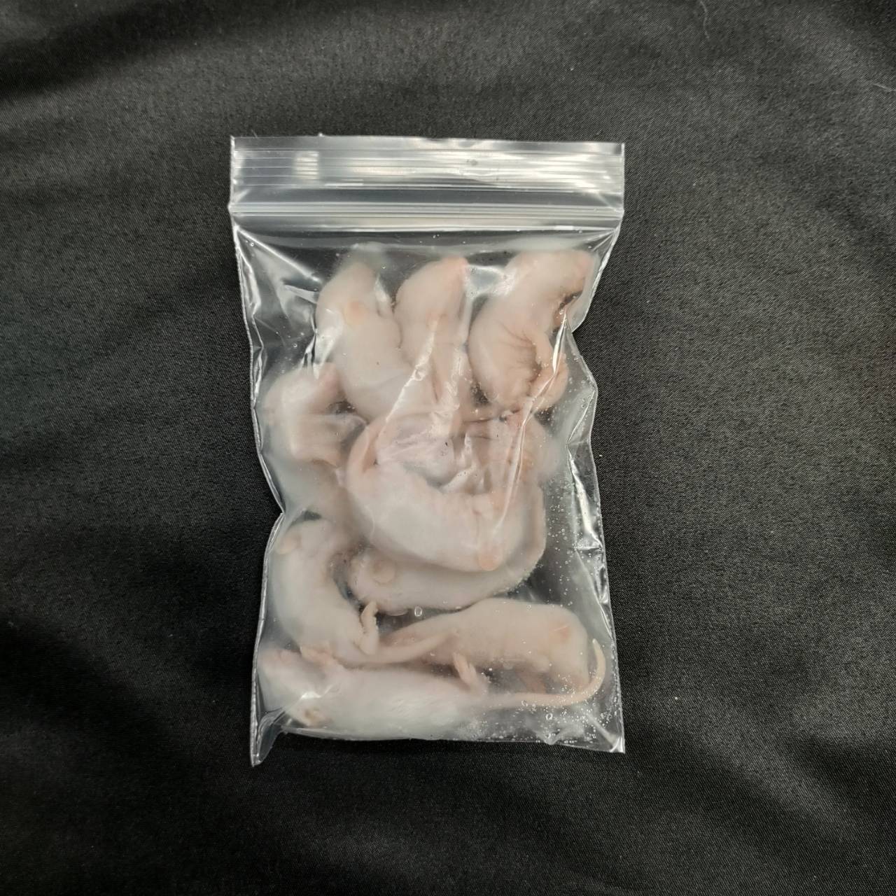 国産冷凍Sファジーマウス 10匹入り