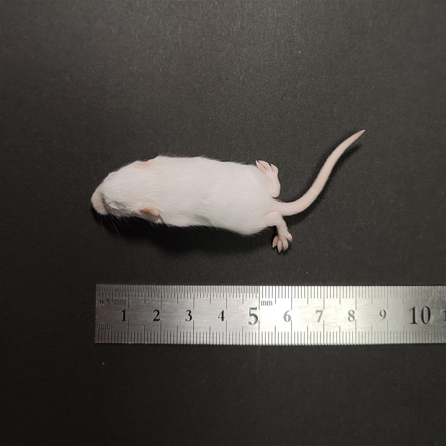 国産冷凍ファジーマウス 10匹入り