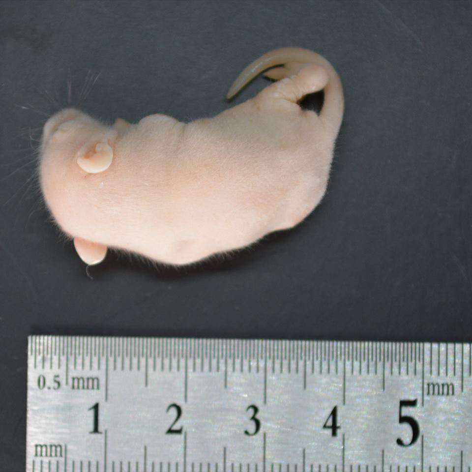 国産冷凍ピンクマウスL 10匹