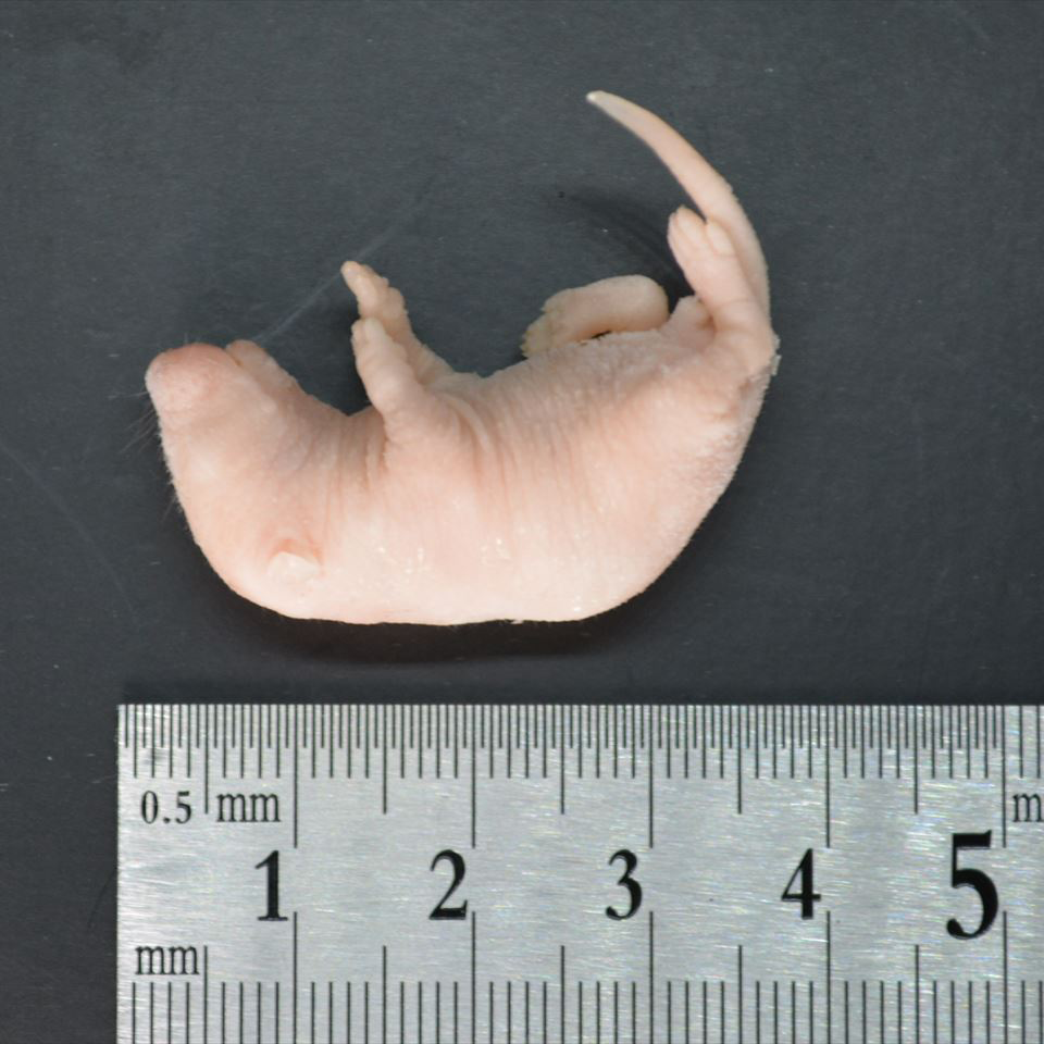 国産冷凍ピンクマウスM 100匹入り