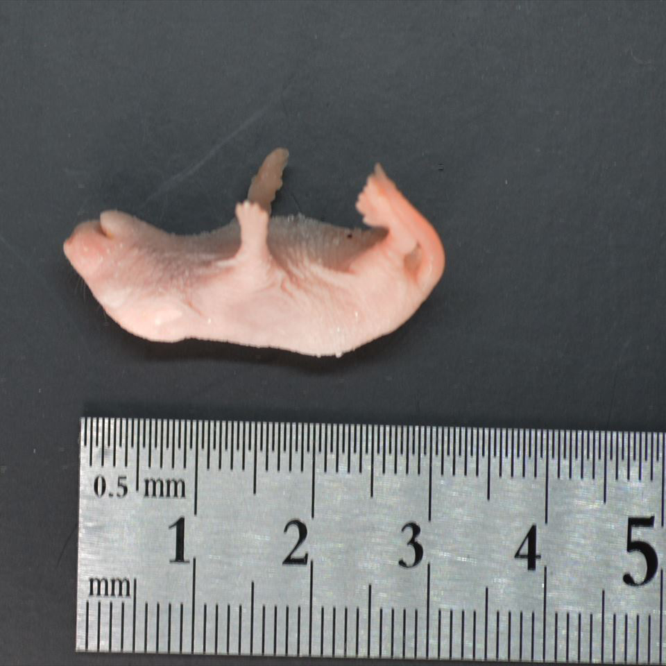 国産冷凍ピンクマウスS 10匹入り