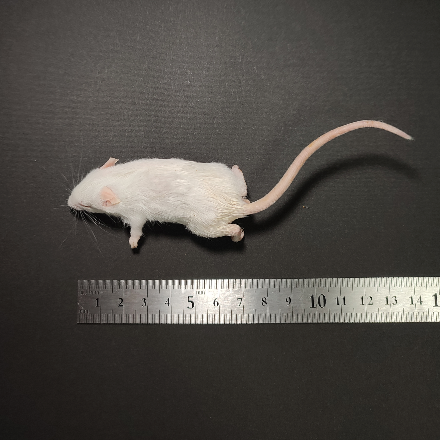 国産冷凍ホッパーマウス 10匹入り