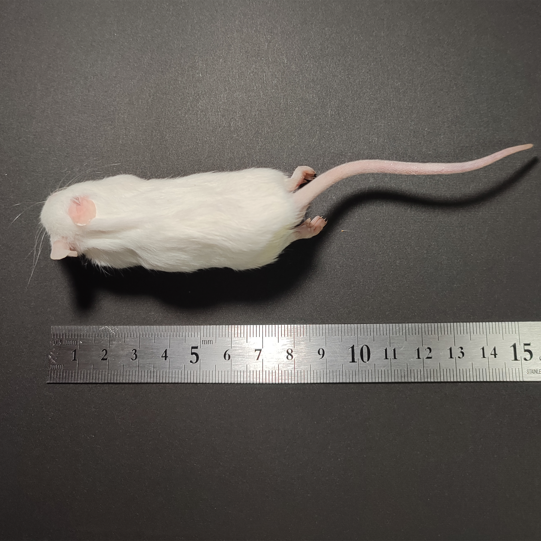 国産冷凍マウスアダルトLL30匹入@地域限定 - 爬虫類・両生類のエサ