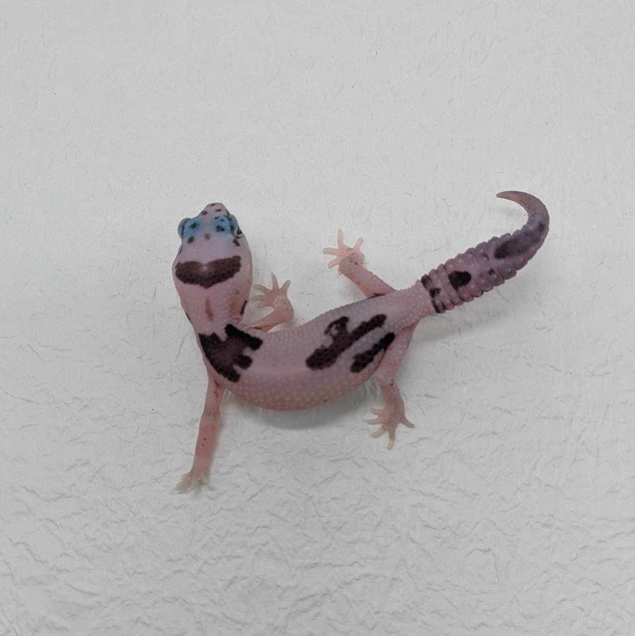 シゲです。アフリカ ニシアフリカトカゲモドキ ゴーストズールー Ghost Zulu