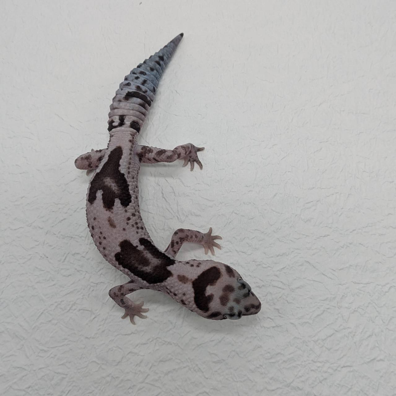 シゲです。アフリカ WOゴーストオレオhetズールー ♂ 【sold】 ¥158,000 #ニシ