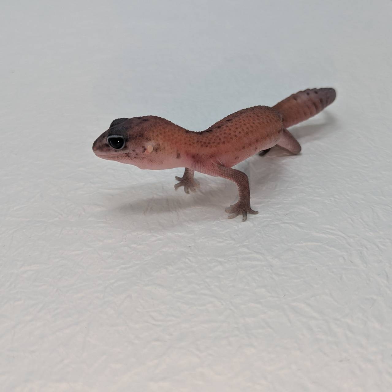シゲです。アフリカ ニシアフリカトカゲモドキ オレオhetパターンレス 販売