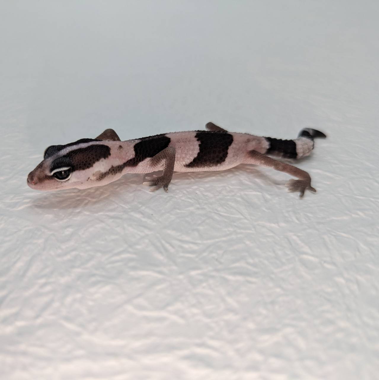 生体 – サイエンスファーム