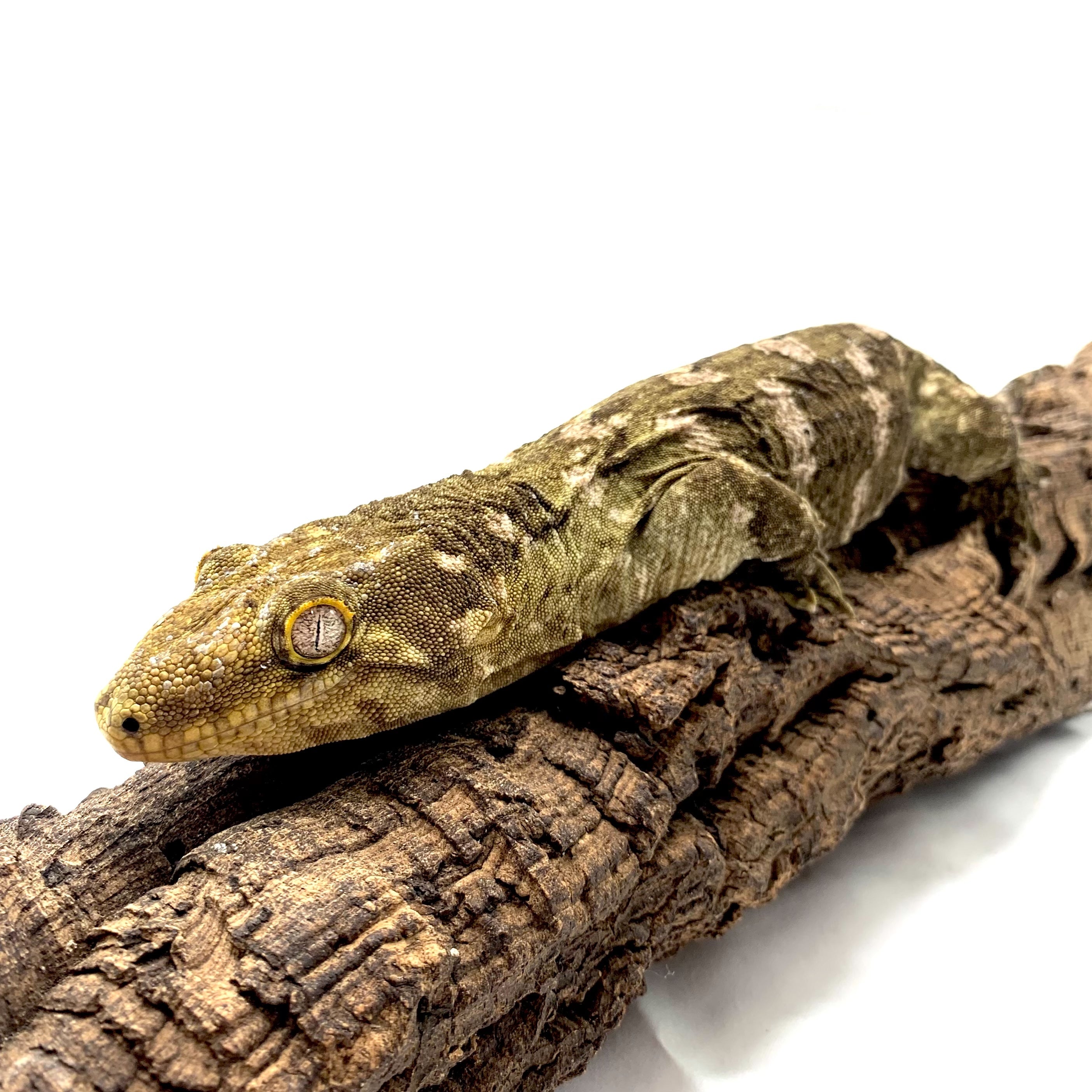 生体 – サイエンスファーム