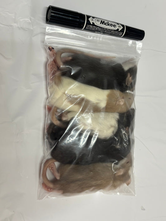 国産冷凍ラット 約60g　5匹入り