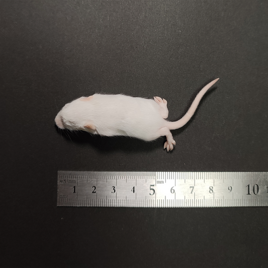 国産冷凍マウス – サイエンスファーム 国産冷凍マウス – サイエンスファーム