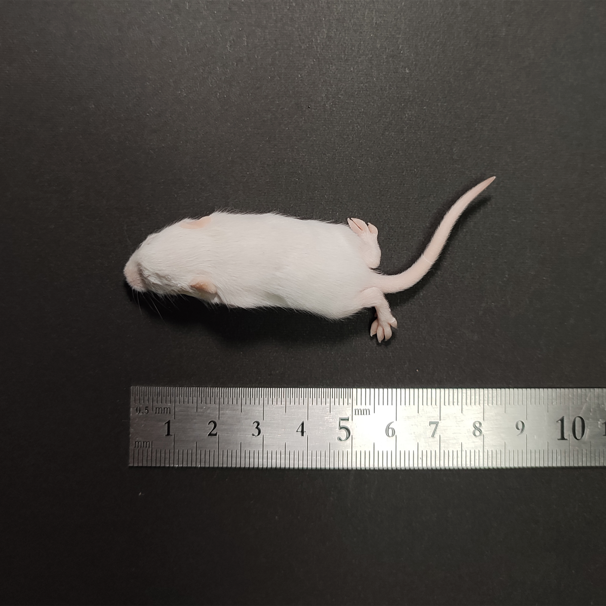 品質が 国産冷凍マウス ファジーマウス 10匹 ScienceFarm