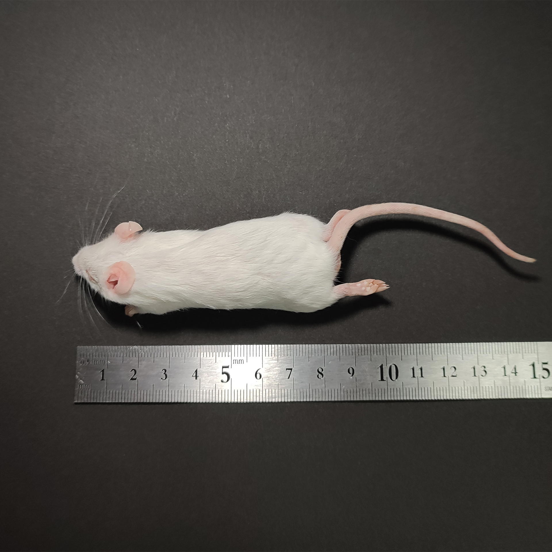 ☆ 冷凍 アダルトマウスM 10匹 ☆ | anjale.lk